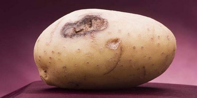 Фузариоз, сухая гниль картофеля: источники заражения, симптомы, лечение и профилактика