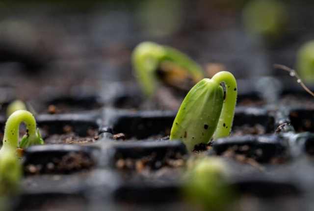 Выращивание рассады баклажан