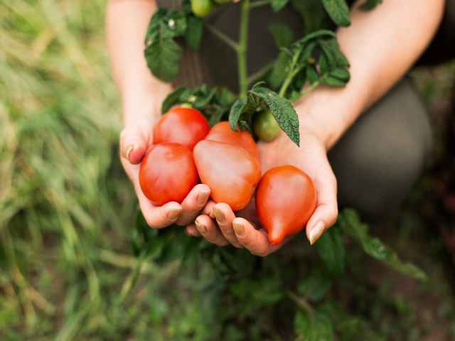 подкормки для улучшения вкуса помидоров